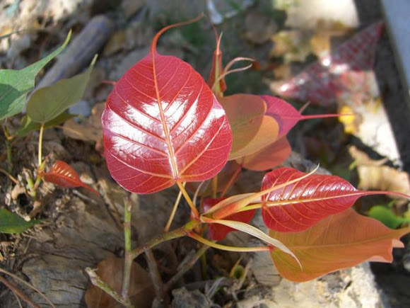 Spotting Image 1