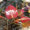 Peepal tree