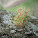 Caterpillar