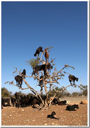 tree_goats1
