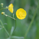 Buttercup