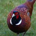 Common Pheasant cock