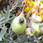 Harlequin Bug nymph