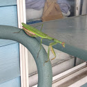 Preying mantis