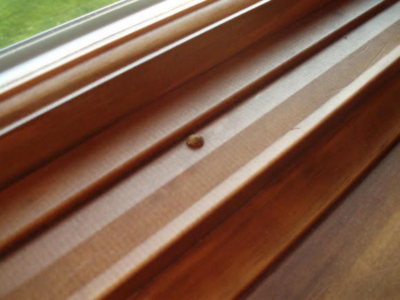 Spotting Image 1