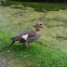 Egyptian Goose