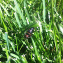 Very large ant