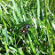 Very large ant