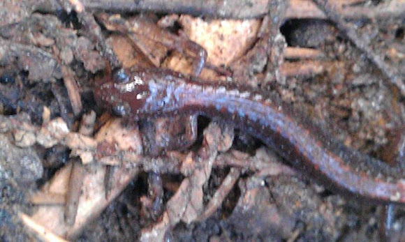 Spotting Image 1