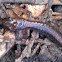 Redback Salamander