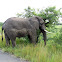 African Elephant