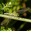 Eastern pondhawk dragonfly