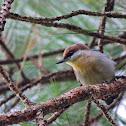 Brown-Headed Nuthatch
