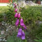 Foxglove