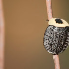American Carrion Beetle
