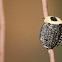 American Carrion Beetle