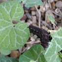 Pipevine Swallowtail Caterpillar