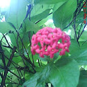 ramo de botones rosa