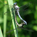 Great Blue Skimmer