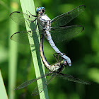 Great Blue Skimmer