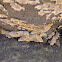 Bracket Fungus