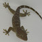 Gecko