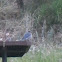 Mountain Bluebird