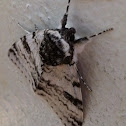 White Underwing