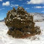 Juniper Tree