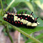 Caterpillar of Common Mime