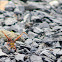 uncertain wasp