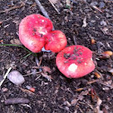 Pungent Russula