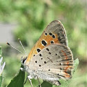 American Copper (Male)