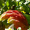 shrimp plant