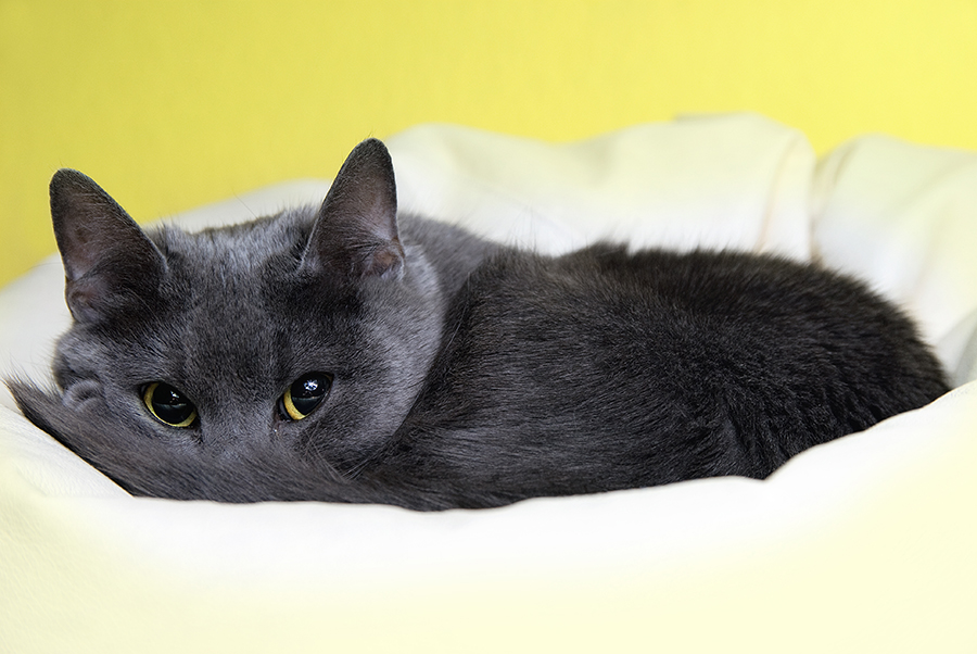 by Kristina Oberling - Animals - Cats Portraits