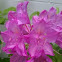 Rhododendren