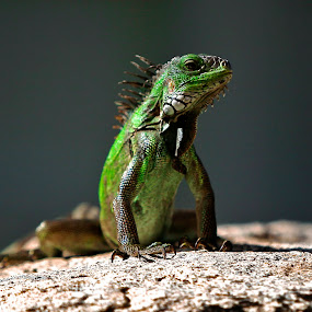 by Jeannette Thalmann-Bendeth - Animals Reptiles