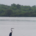 Ibis