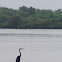 Ibis
