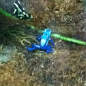 Poison dart frog