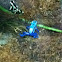 Poison dart frog