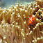 Clownfish