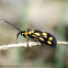 moth