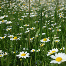 Presquile National Wildlife Refuge
