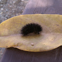 wooly bear caterpillar 