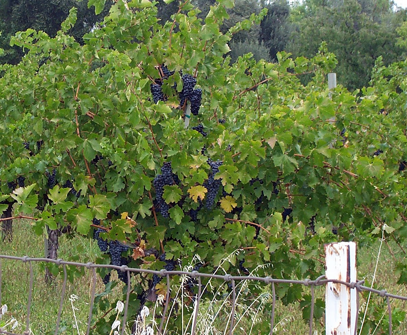 Grape tree