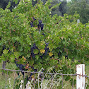 Grape tree