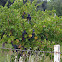 Grape tree