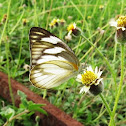 Striped Albatross (female)
