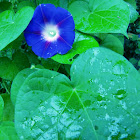 Morning glory